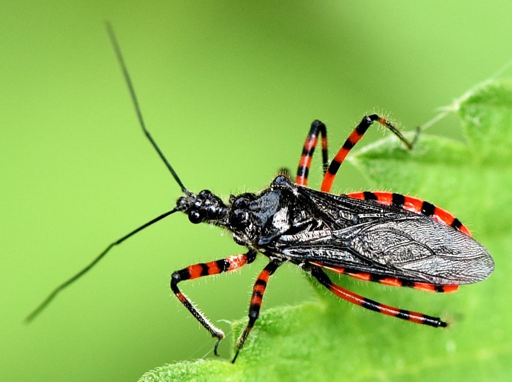 Reduviidae: Sphedanolestes cingulatus?  S !