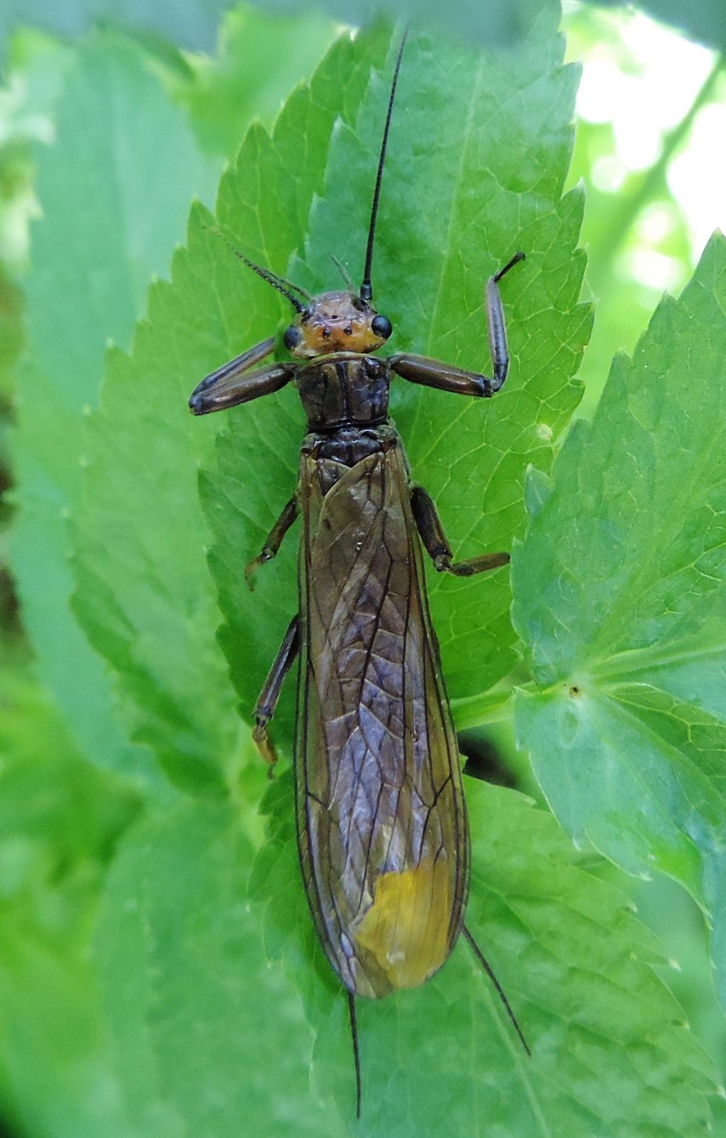 Perlidae: Perla grandis