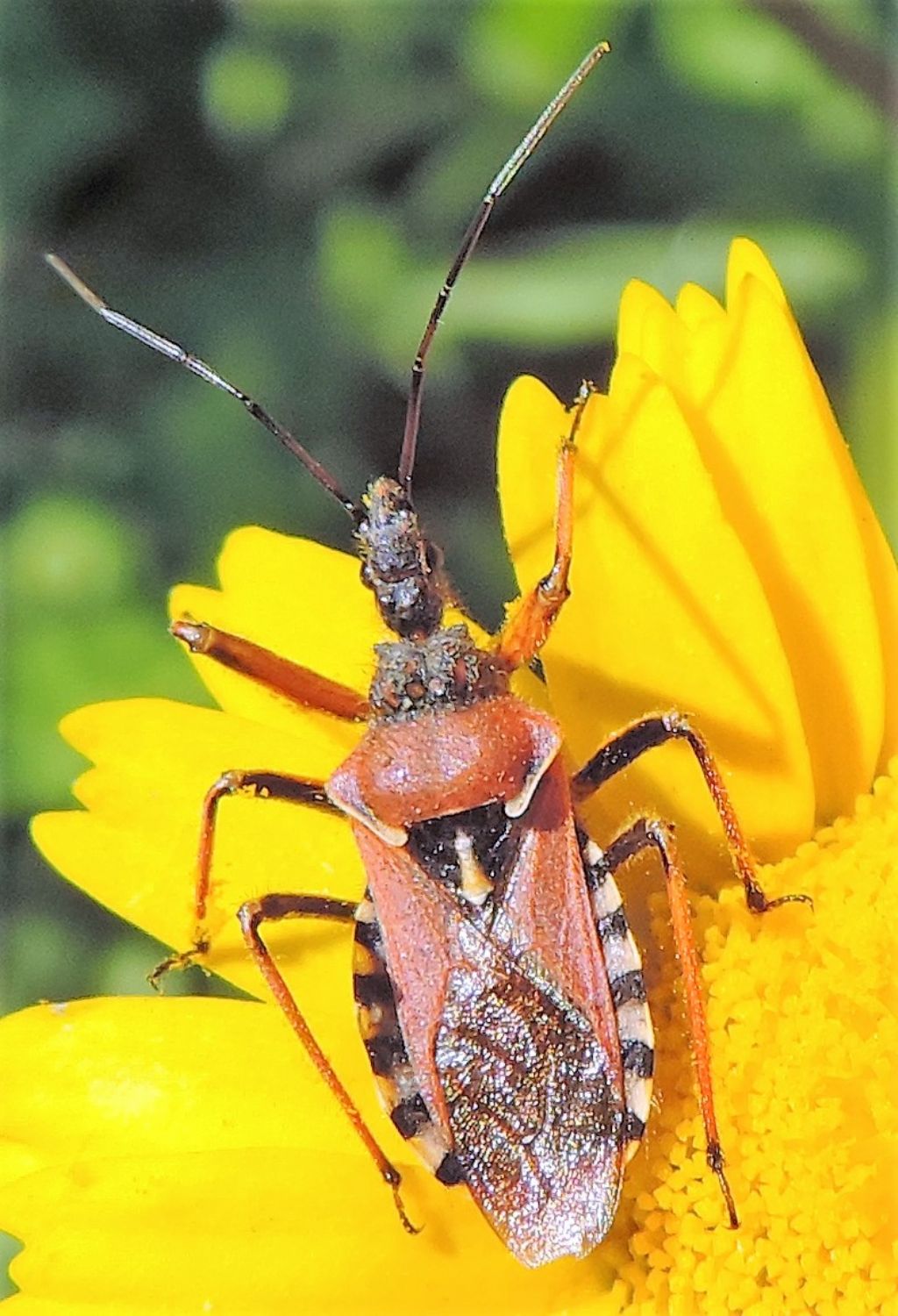Reduviidae: Rhynocoris erythropus?  S !