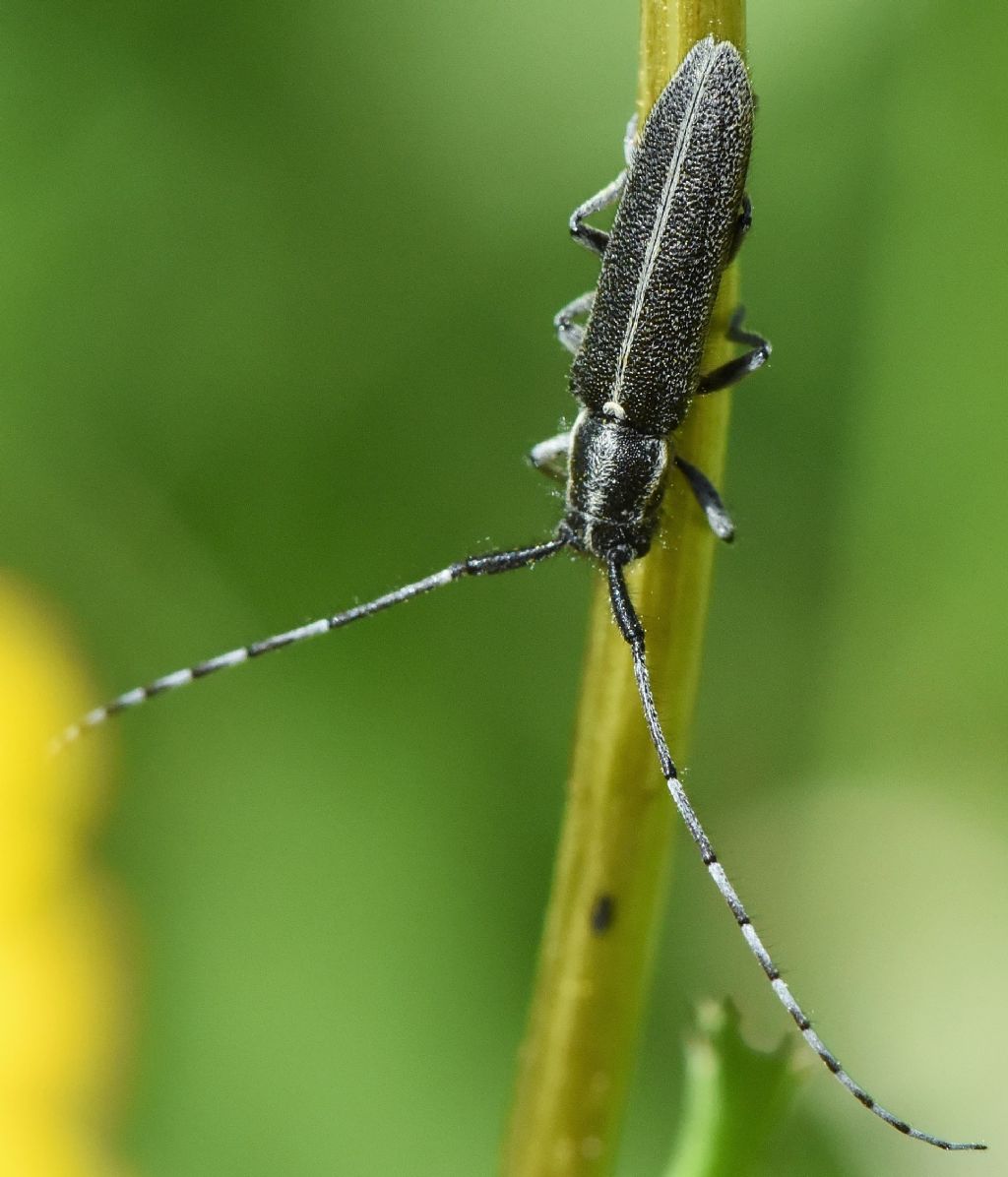 Cerambycidae: Agapanthia cardui?  S !