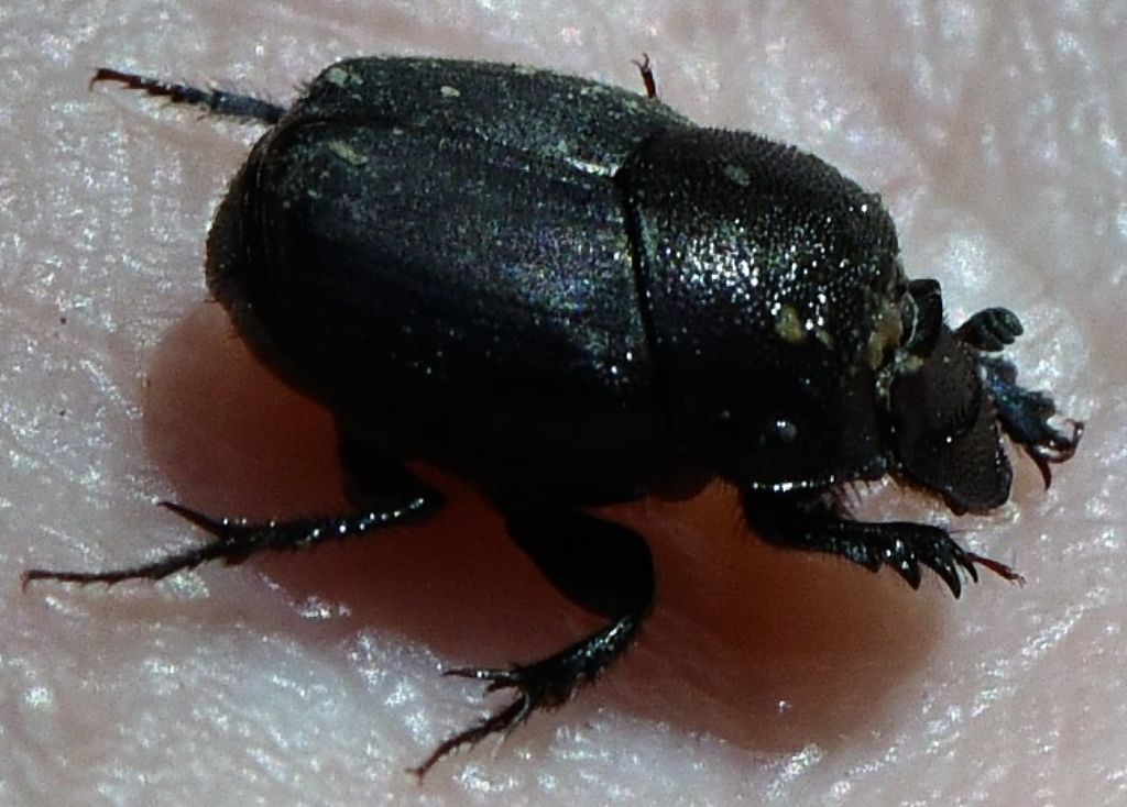 Scarabaeidae: Onthophagus verticicornis, femmina