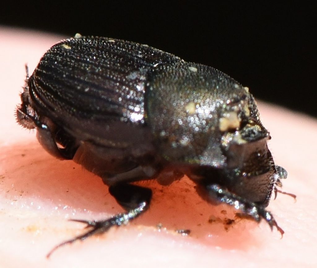 Scarabaeidae: Onthophagus verticicornis, femmina