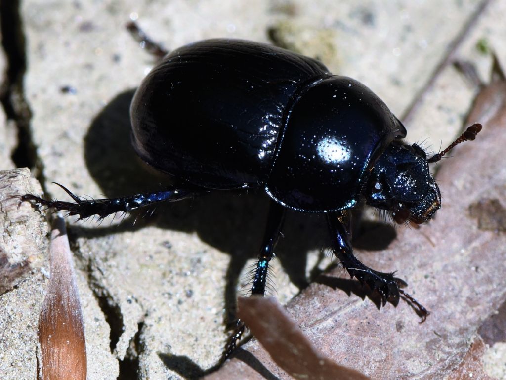 Geotrupidae: Anoplotrupes stercorosus