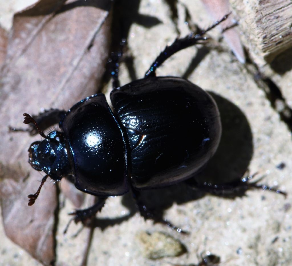 Geotrupidae: Anoplotrupes stercorosus