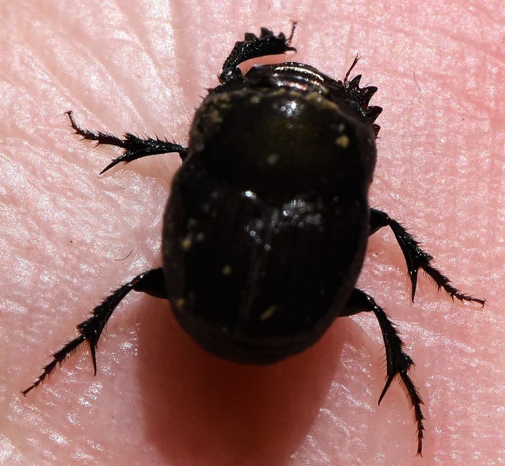 Scarabaeidae: Onthophagus verticicornis, femmina
