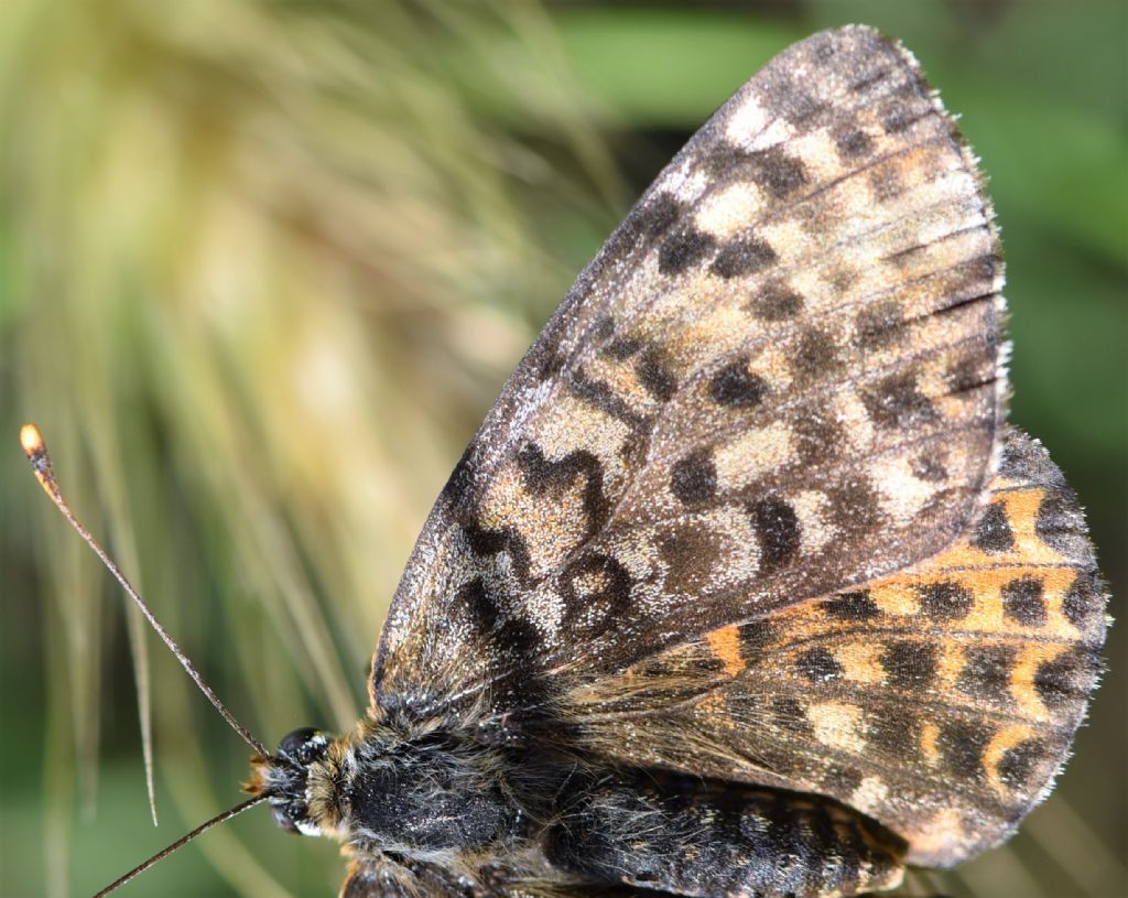 Melitaea didyma.  ....   meridionalis?