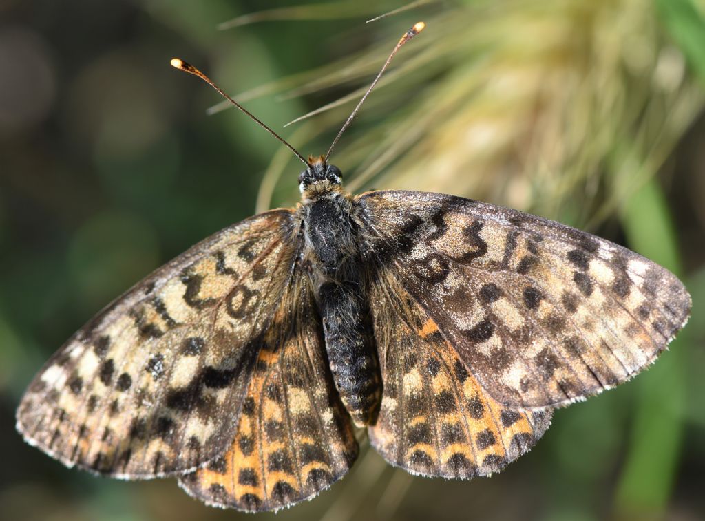 Melitaea didyma.  ....   meridionalis?