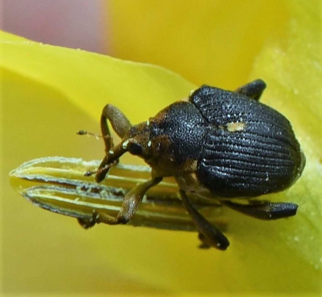 Curculionidae 2