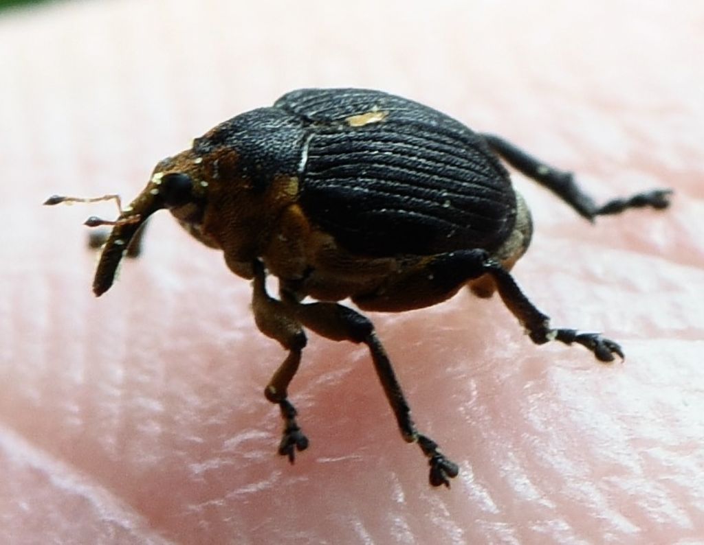 Curculionidae 2