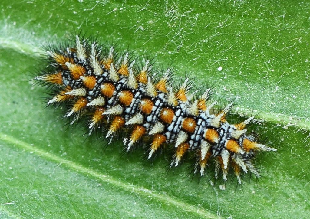 Bruco da determinare - Melitaea didyma, Nymphalidae