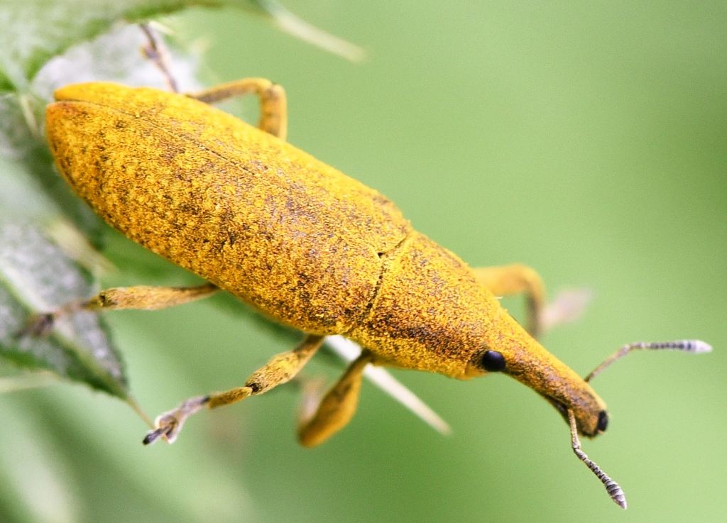 Curculionidae 1