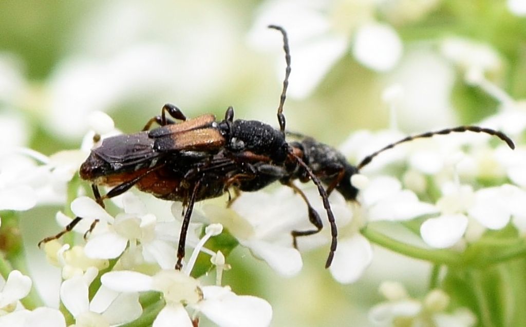 Cerambycidae: Brachypteroma ottomanum