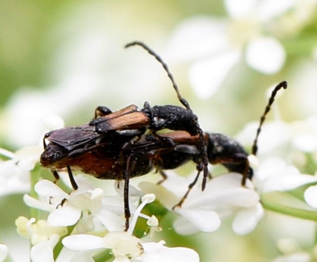 Cerambycidae: Brachypteroma ottomanum