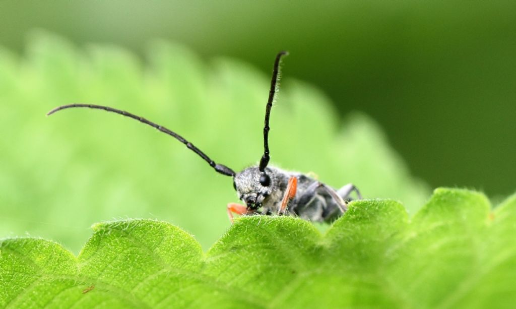 Cerambicidae affacciato: Phytoecia cfr.  cylindrica