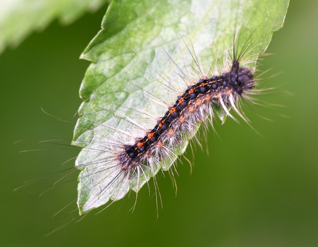 Bruco da determinare: Lymantria dispar - Erebidae