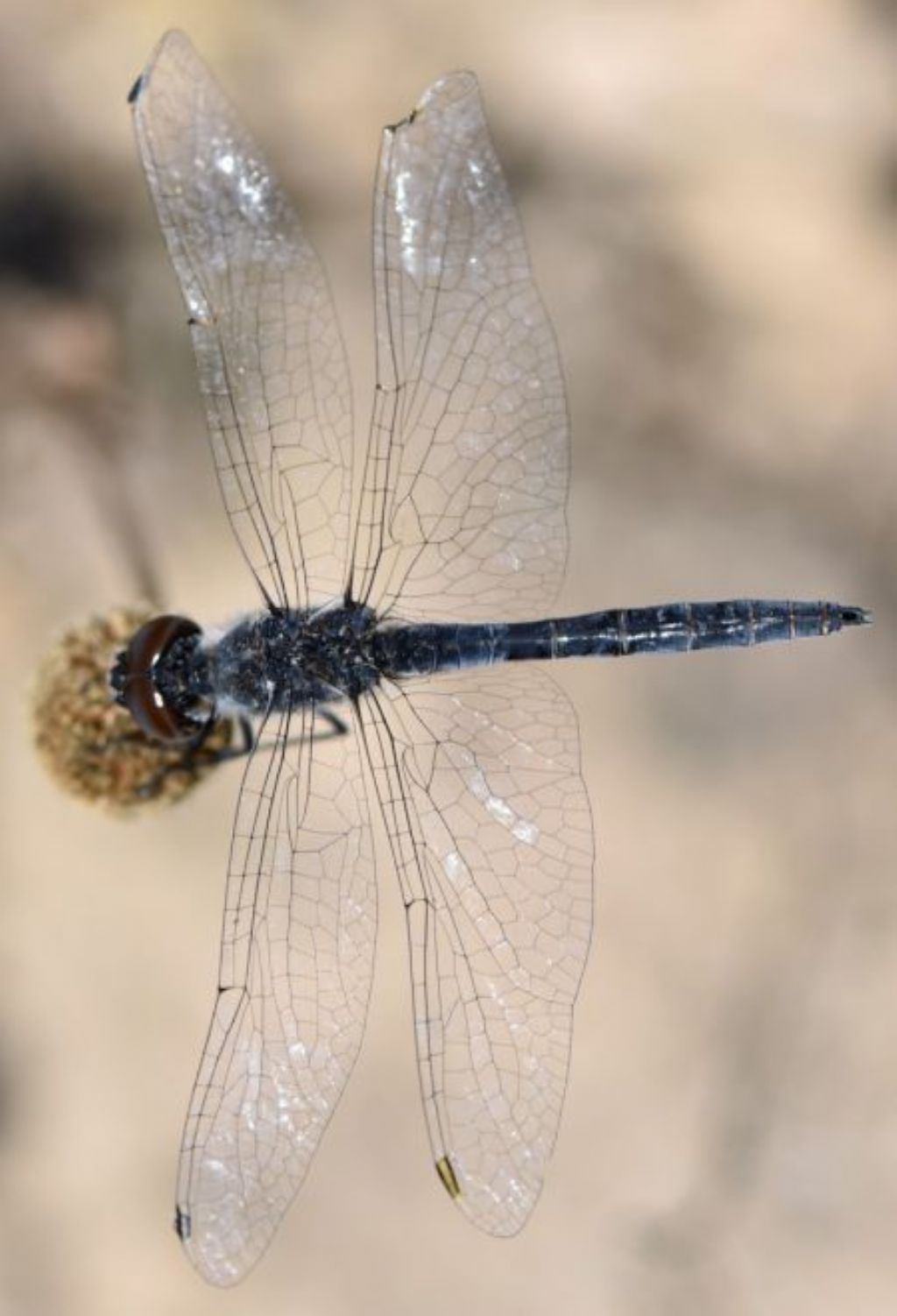 Selysiothemis nigra