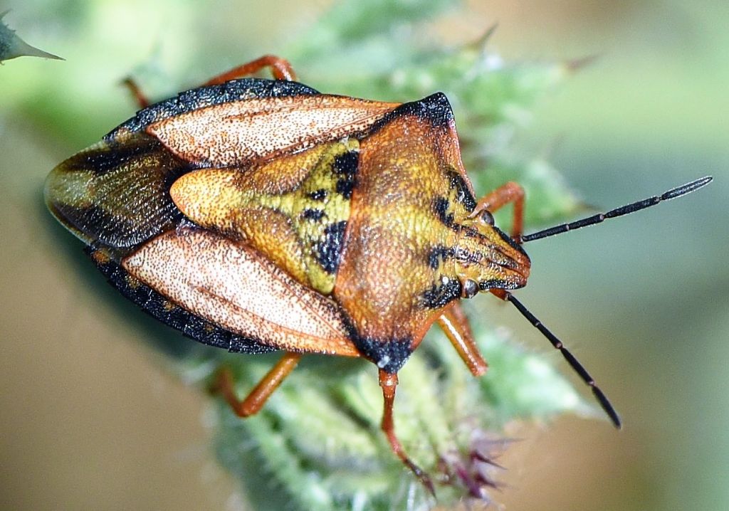 Pentatomidae: Carpocoris mediterraneus atlanticus