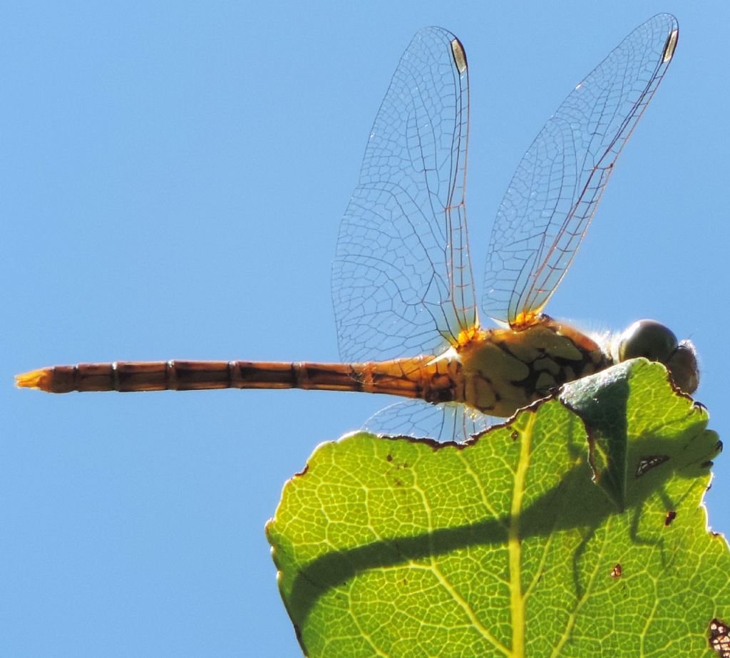 Sympetrum fonscolombii? - No, Sympetrum striolatum, giovani maschi