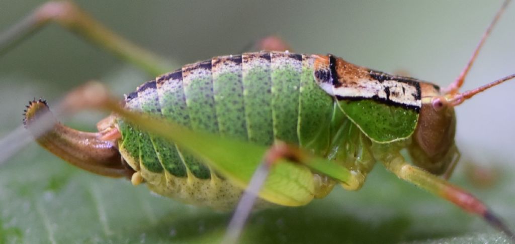 Metaplastes pulchripennis (Phaneropteridae) ?  S, femmina