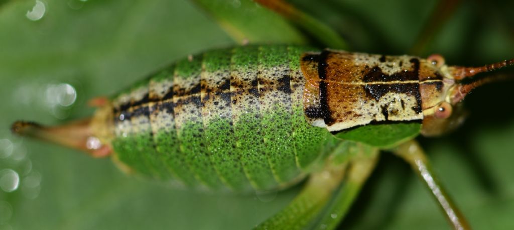 Metaplastes pulchripennis (Phaneropteridae) ?  S, femmina