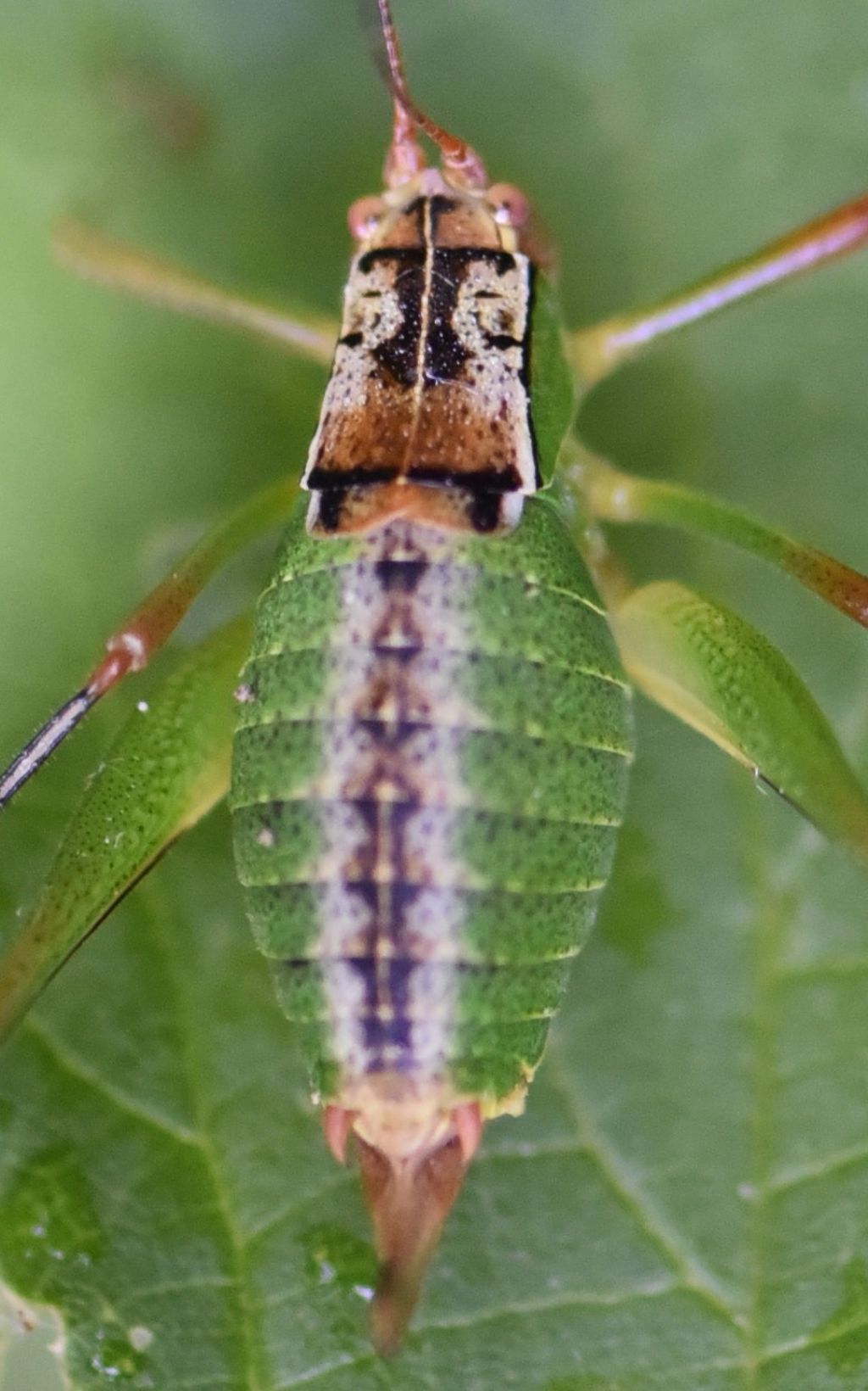 Metaplastes pulchripennis (Phaneropteridae) ?  S, femmina