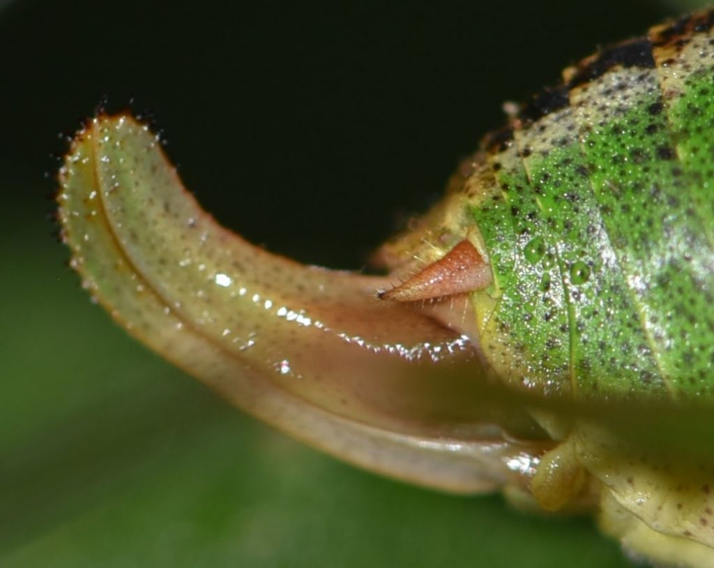 Metaplastes pulchripennis (Phaneropteridae) ?  S, femmina