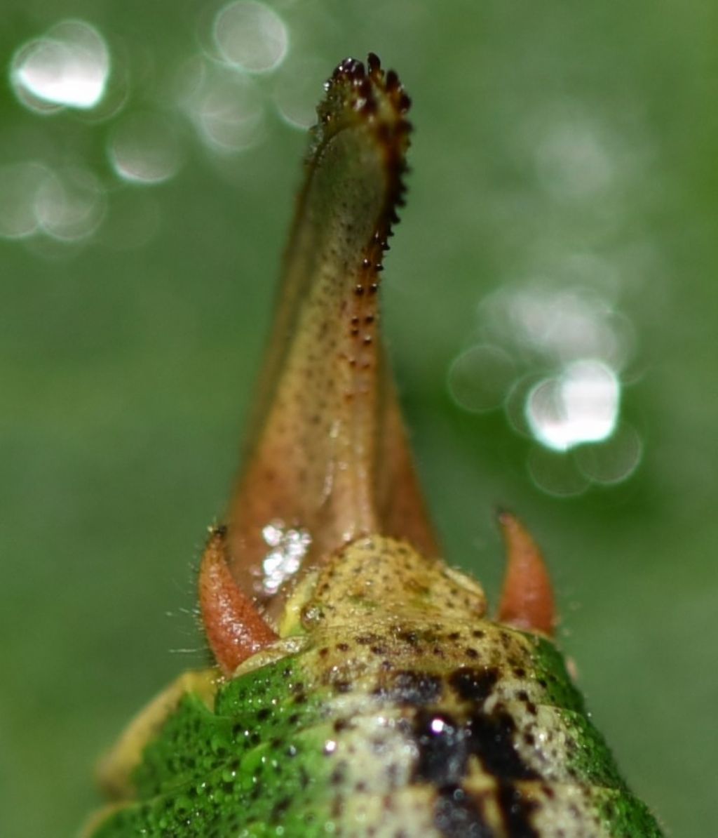 Metaplastes pulchripennis (Phaneropteridae) ?  S, femmina