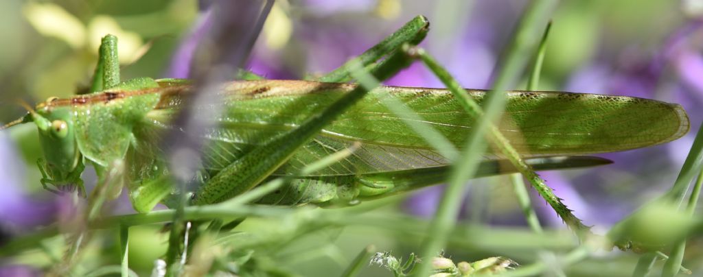Tettigonia viridissima