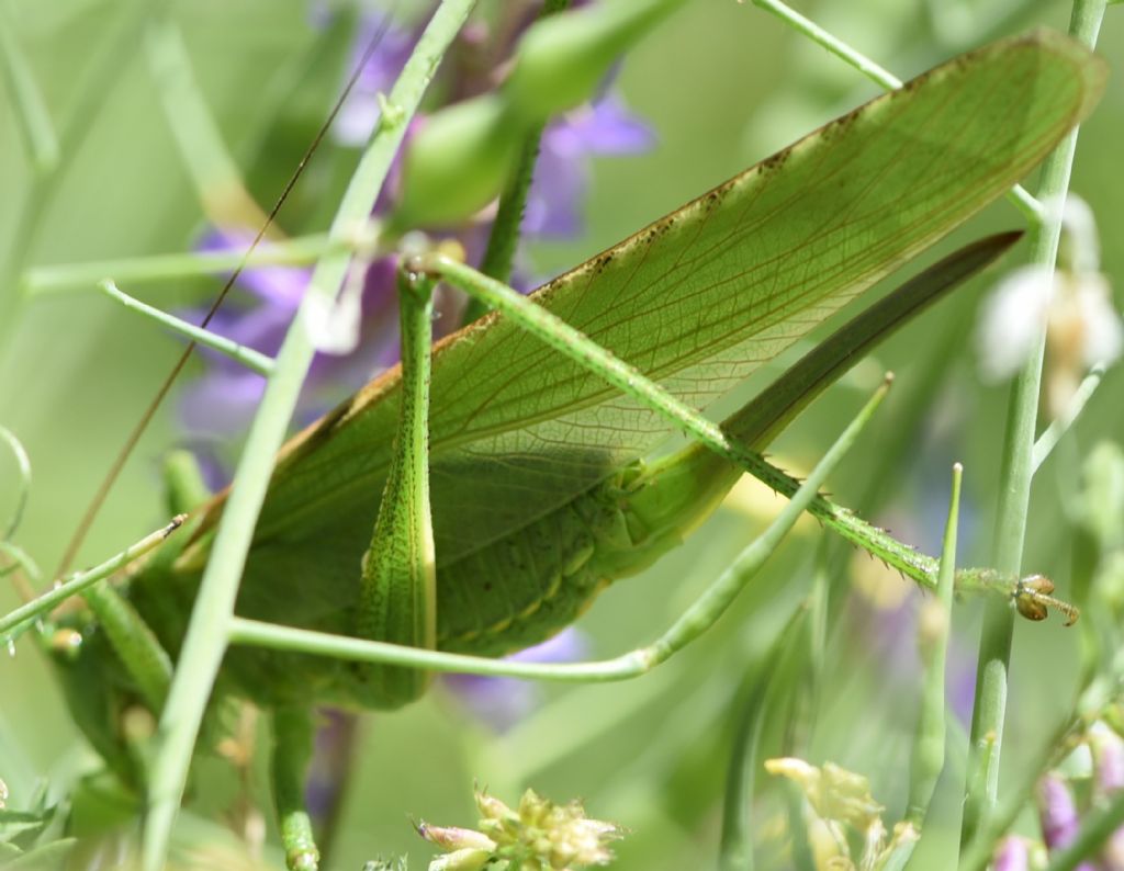 Tettigonia viridissima