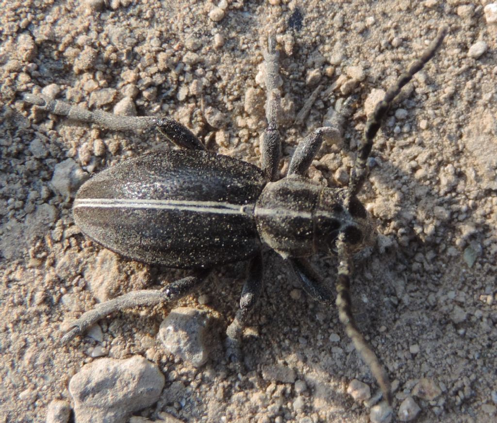 Cerambycidae: Dorcadion......arenarium marsicanum, femmina