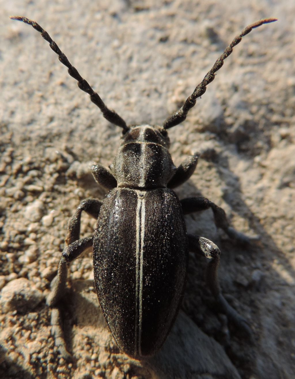 Cerambycidae: Dorcadion......arenarium marsicanum, femmina