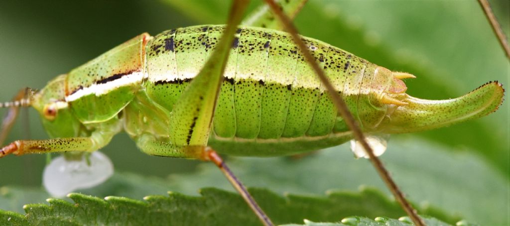 Poecilimon superbus  e Metaplastes pulchripennis in riproduzione