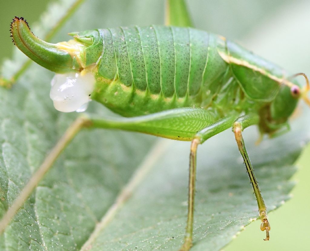 Poecilimon superbus  e Metaplastes pulchripennis in riproduzione