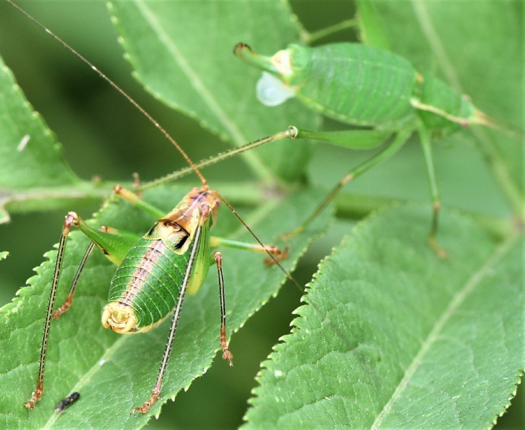 Poecilimon superbus  e Metaplastes pulchripennis in riproduzione