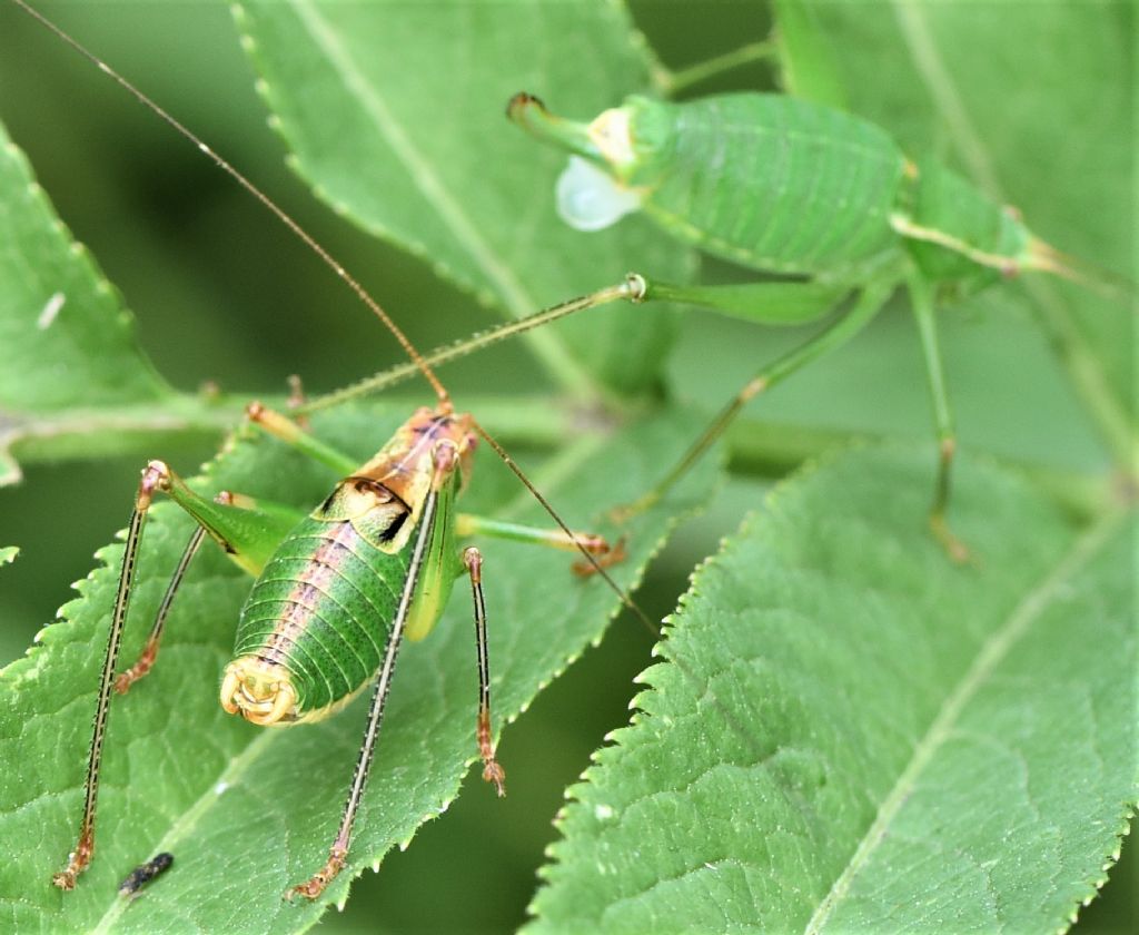 Poecilimon superbus  e Metaplastes pulchripennis in riproduzione