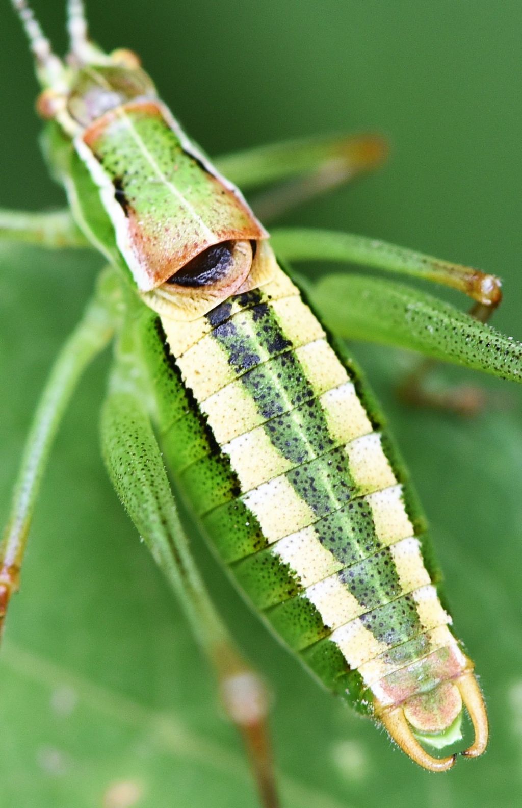 Poecilimon superbus  e Metaplastes pulchripennis in riproduzione