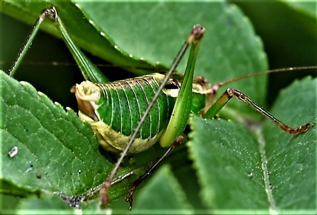 Poecilimon superbus  e Metaplastes pulchripennis in riproduzione