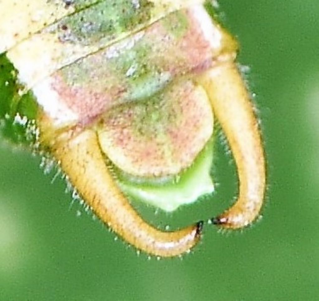 Poecilimon superbus  e Metaplastes pulchripennis in riproduzione