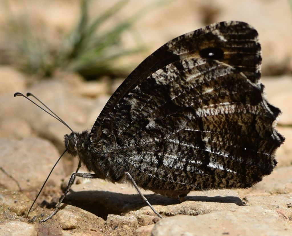 Hipparchia semele?