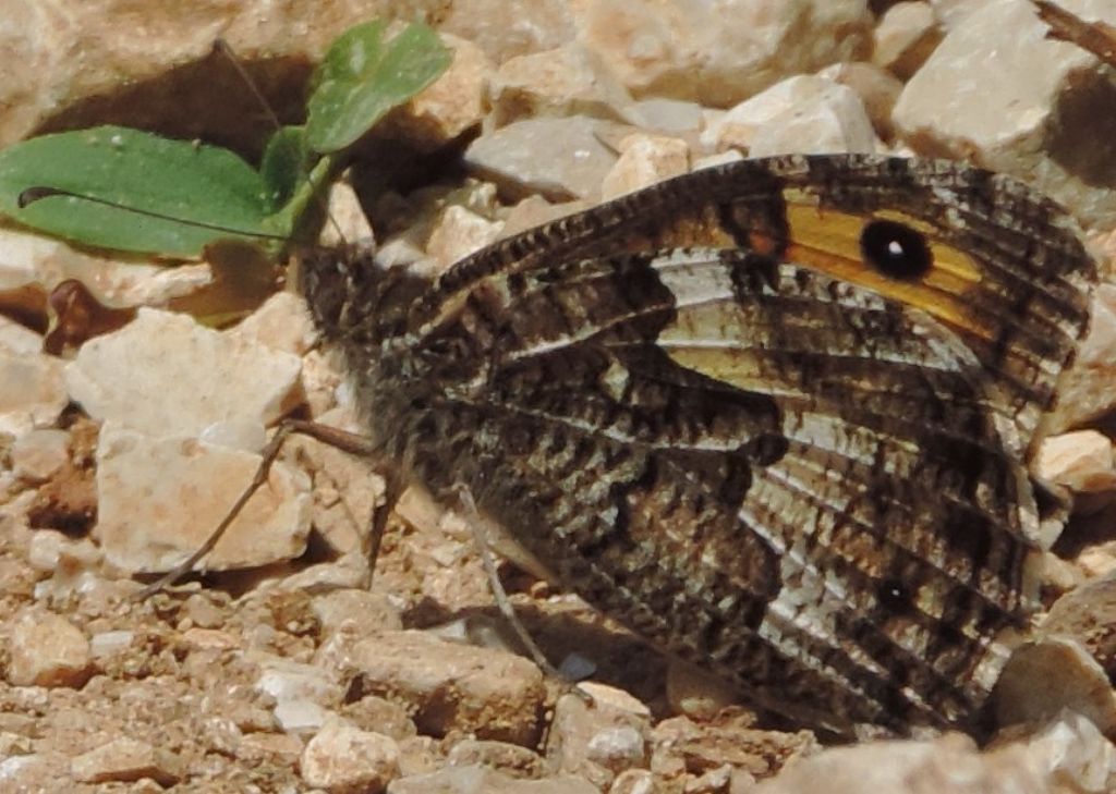 Hipparchia semele?