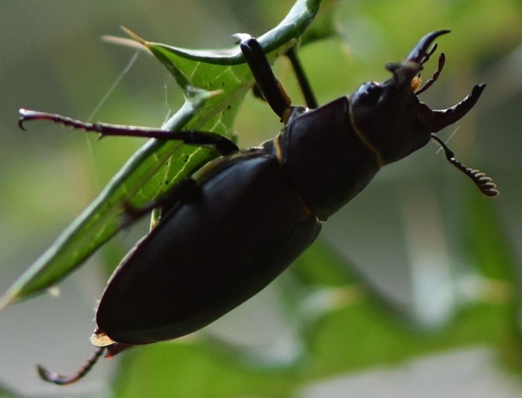 Lucanus tetraodon?  S !