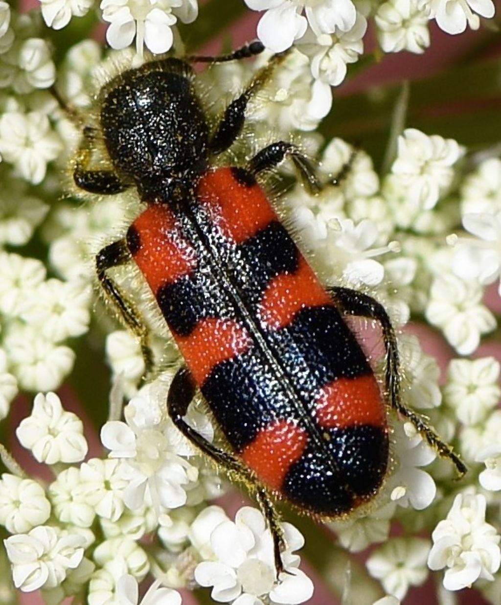 Cleridae: Trichodes leucopsideus? S.