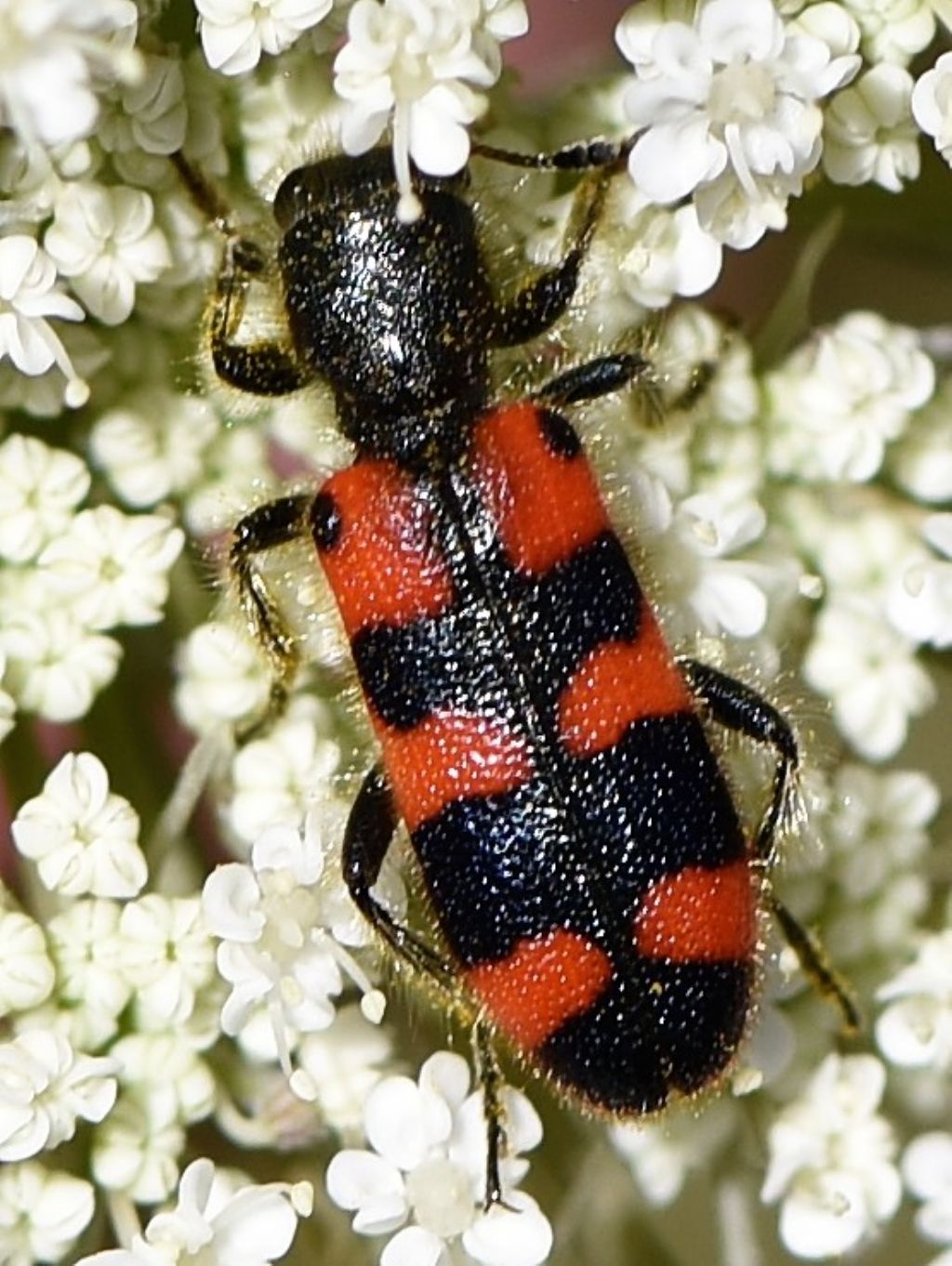 Cleridae: Trichodes leucopsideus? S.