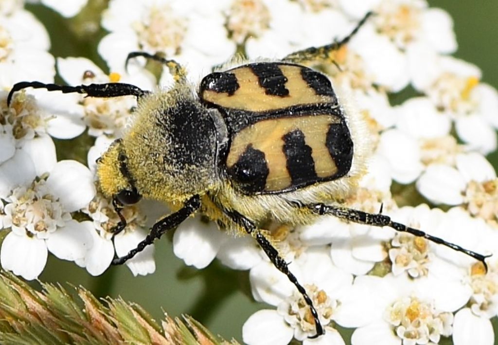 Cetoniidae: Trichius zonatus (cfr.)