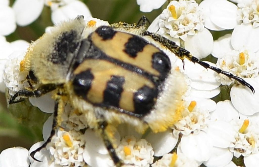 Cetoniidae: Trichius zonatus (cfr.)