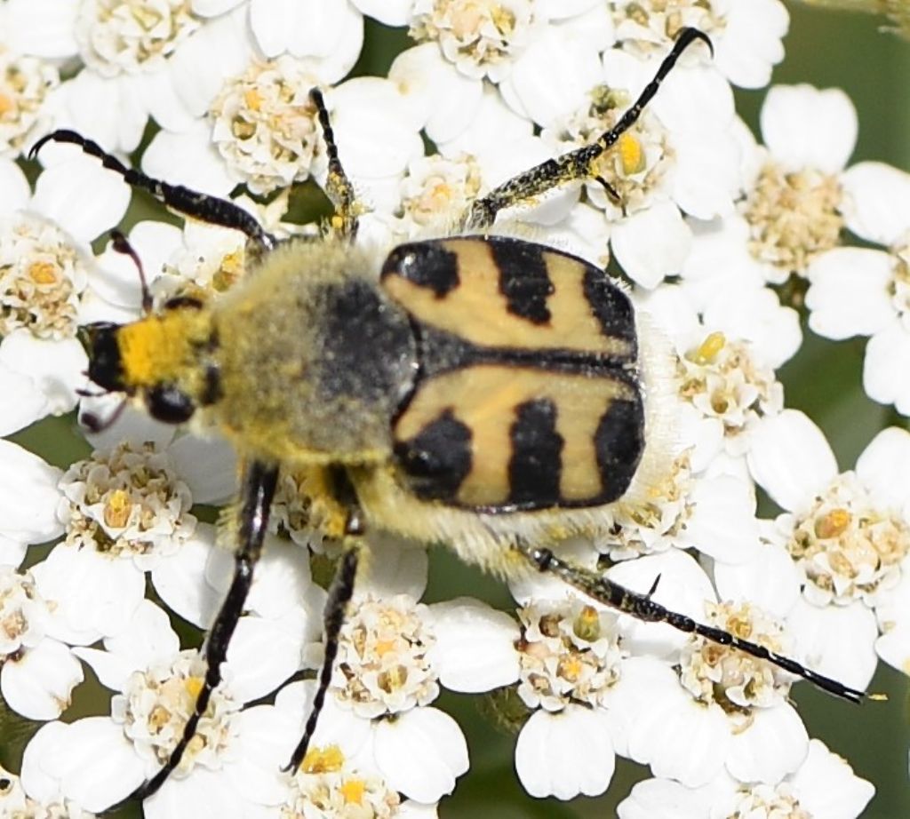 Cetoniidae: Trichius zonatus (cfr.)