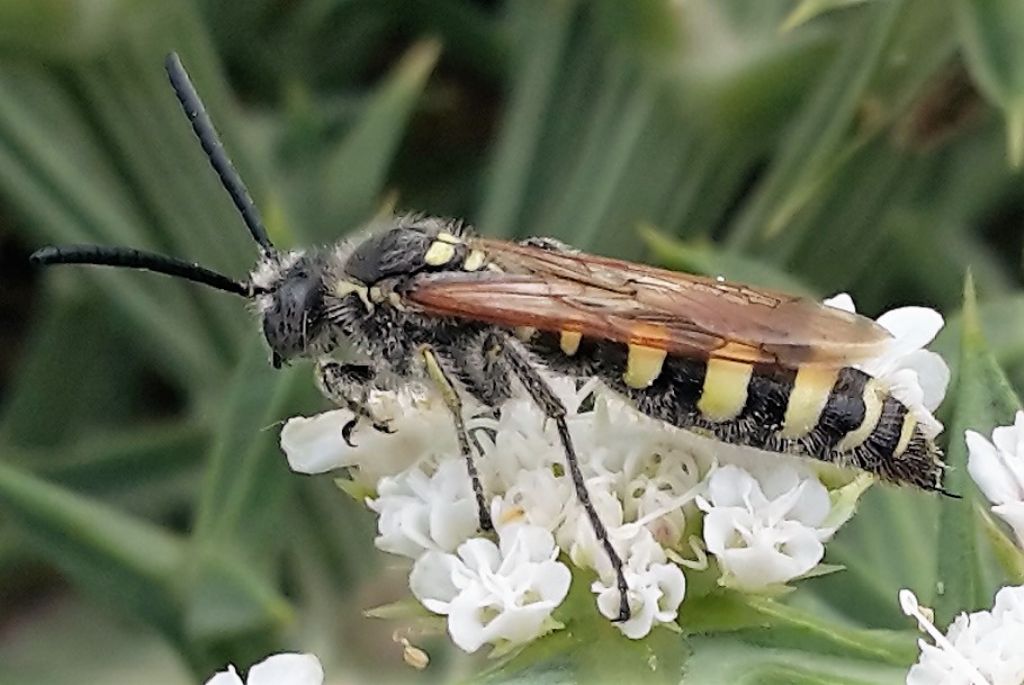 Scoliidae: Colpa sexmaculata, femmina? No, maschio!