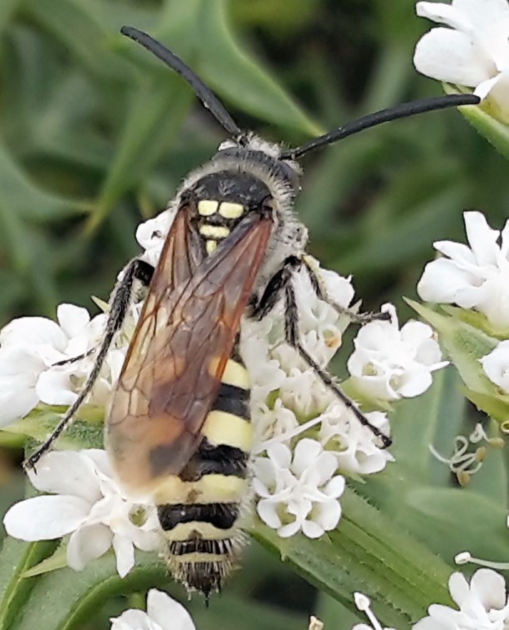 Scoliidae: Colpa sexmaculata, femmina? No, maschio!