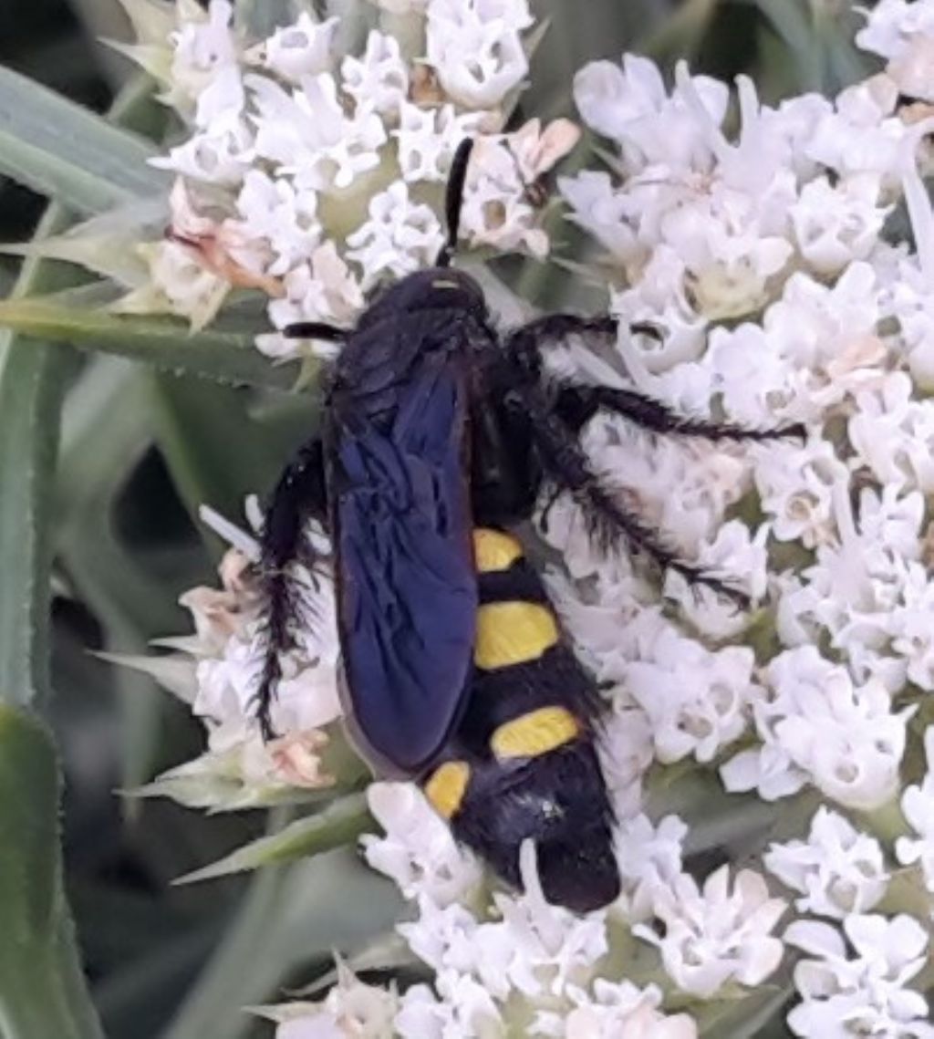 Scoliidae: Scolia sexmaculata? No, Colpa sexmaculata, femmina