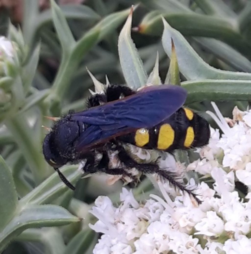 Scoliidae: Scolia sexmaculata? No, Colpa sexmaculata, femmina